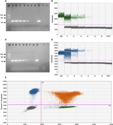 Duplex droplet digital PCR detection of Streptococcus uberis and Streptococcus dysgalactiae, major etiological agents of bovine mastitis